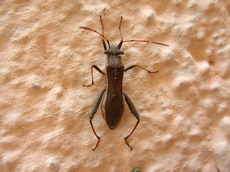 Alydidae: Camptopus lateralis
